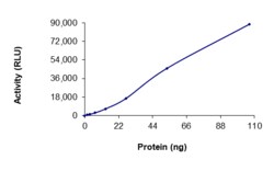 Sino Biological&nbsp;Recombinant Human PCTK1 (CDK16) & Cyclin Y Protein (GST Tag), Active